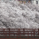 A man views cherry blossoms in full bloom on a bridge over the Oka river in Yokohama